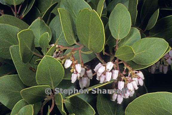 arctostaphylos patula 1 graphic